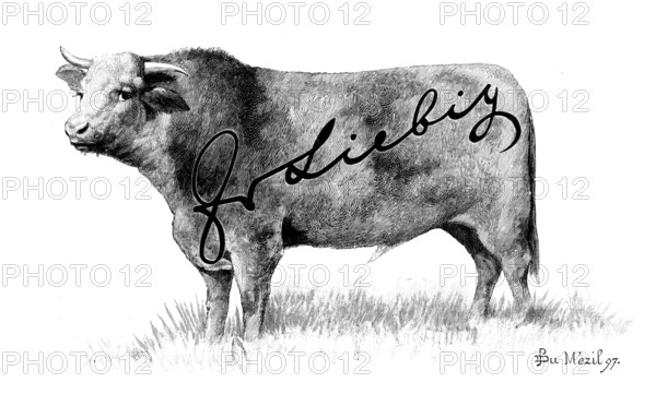 Branding Cattle, 1898. Creator: Unknown.