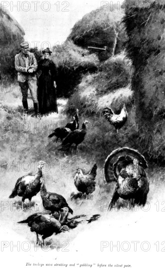 The Master of Pinsmead: the turkeys were strutting and "gobbling" before the silent pair, 1898. Creator: Unknown.