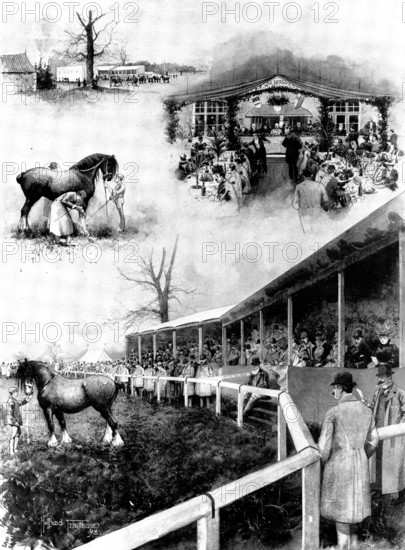 Sale of shire horses at the Prince of Wales's Stud-Farm, Wolferton, 1898. Creator: Unknown.
