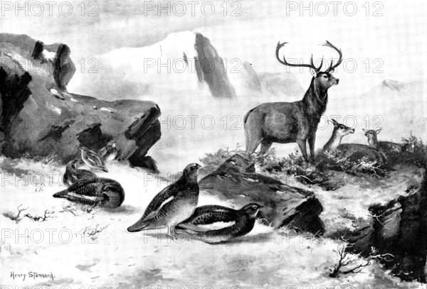 The Haunt of the Ptarmigan, 1898. Creators: Unknown, Henry Stannard.