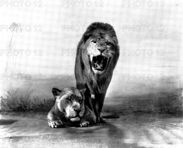 Lions at the "Zoo", 1898. Creator: Charles Knight.