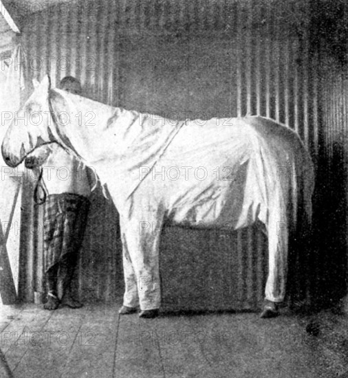 Dressing ponies for protection against the Tsetse Fly, 1898. Creator: Thomas Pelham Johnson.