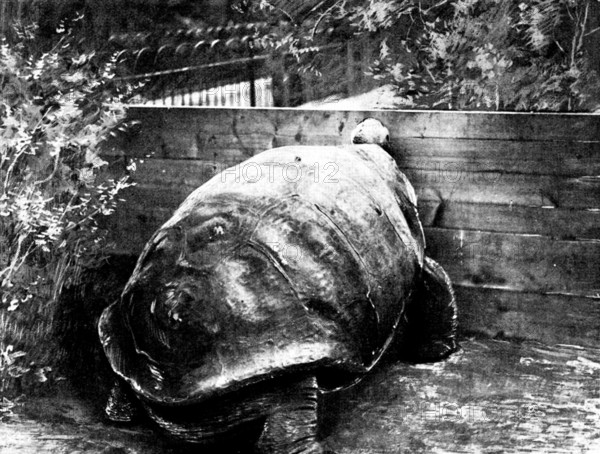 The last surviving Galapagan Tortoise, 1898. Creator: Unknown.