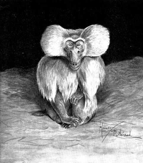 Arabian or Sacred Baboon, recently brought to this country, 1898. Creator: Unknown.