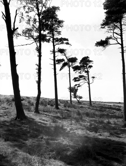 Hipswell Moor, North Riding, Yorkshire, c1955.  Creator: Arthur Charles Kirby Ware.