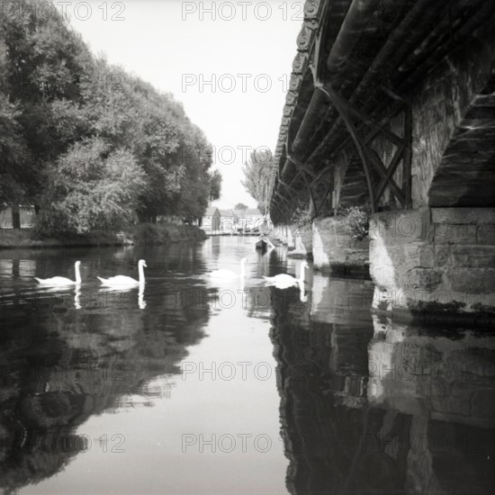 Swans on the River Avon, Stratford-upon-Avon, Warwickshire, c1955. Creator: Arthur Charles Kirby Ware.