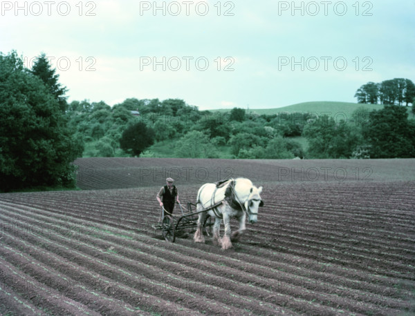 Harrowing on a farm in Worcestershire, c1955-1970. Creator: Arthur Charles Kirby Ware.
