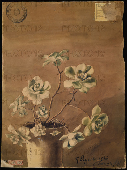 Succulent plant, 1886. Creator: Kiyohara, Tama (O'Tama), (Eleonora Ragusa) (1861-1939).