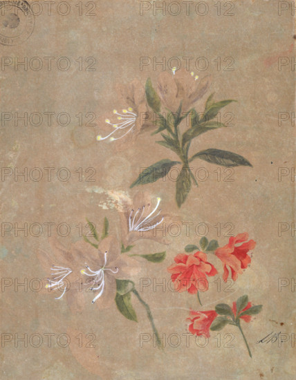 Three groups of flowers, 1886. Creator: Kiyohara, Tama (O'Tama), (Eleonora Ragusa) (1861-1939).