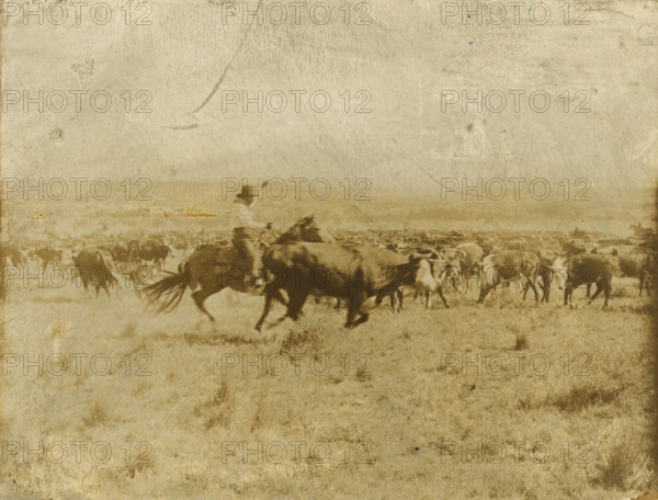 Cutting out from the herd, 1907. Creator: Smith, Erwin Evans (1886-1947).