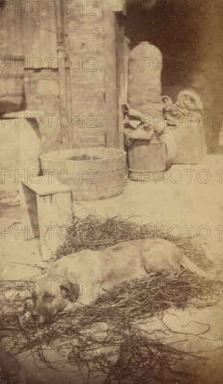 Portrait of a Dog, late 19th century. Creator: John Center.