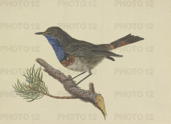 Bluethroat, sitting on a pine branch, facing left, late 18th century. Creator: Ambrosius Gabler.