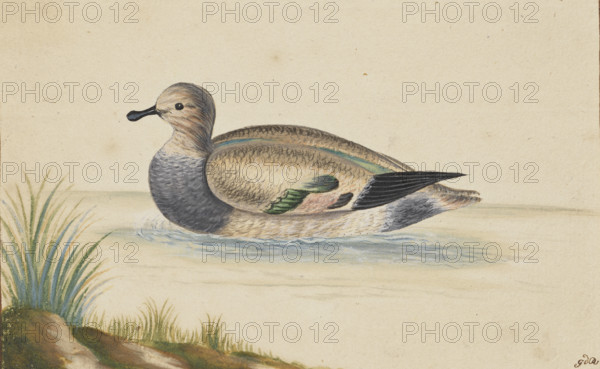 Duck swimming to the left, 17th century. Creator: Pieter Holsteyn.