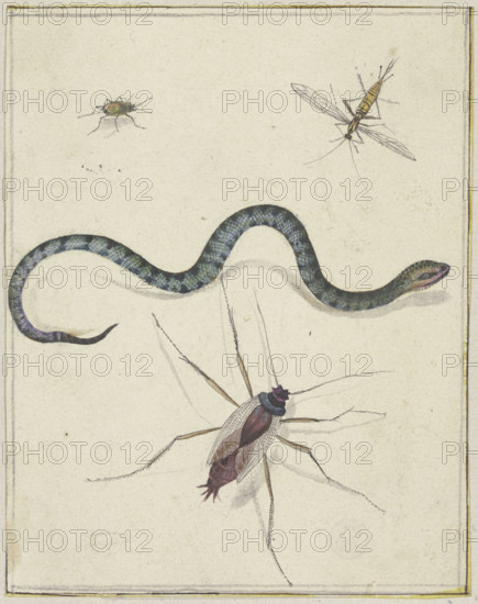 Three insects of different sizes and a snake, c1600-1629. Creator: Jacques de Gheyn II.