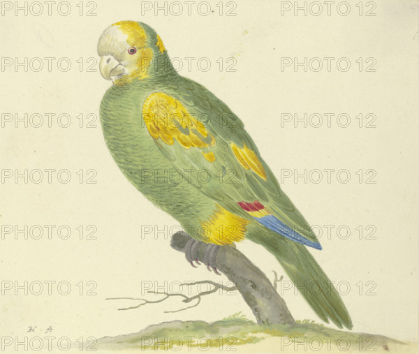 Green parrot, 17th century. Creator: Pieter Holsteyn.