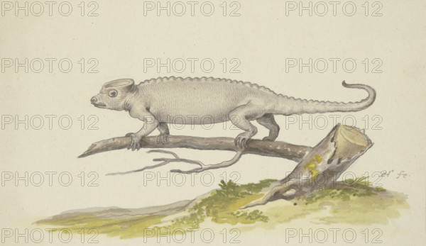 Lizard or salamander facing to the left, 17th century. Creator: Pieter Holsteyn.