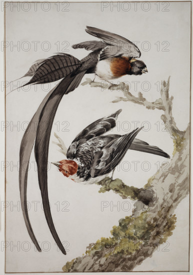 Paradise widow and sparrow bird, 18th century. Creator: Aert Schouman.