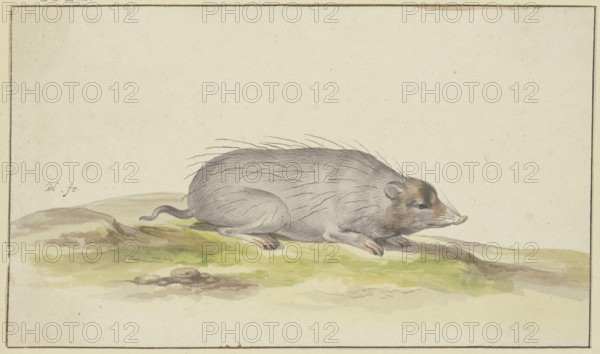 Mole facing to the right, 17th century. Creator: Pieter Holsteyn.
