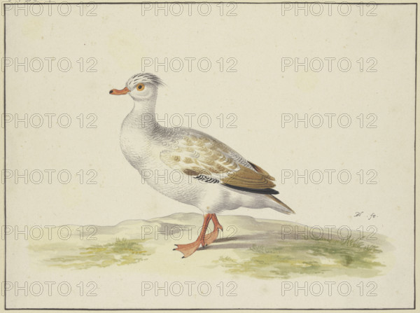 White duck with brown wings, red feet and beak, 17th century. Creator: Pieter Holsteyn.