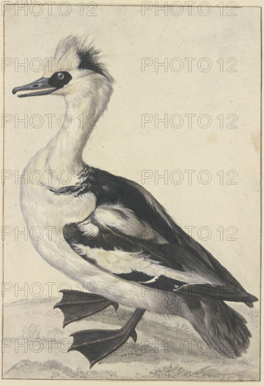 Crested duck with a white breast, black beak, feet, and wings, 18th century. Creator: Aert Schouman; Aert Schouman imitator; alternatively.
