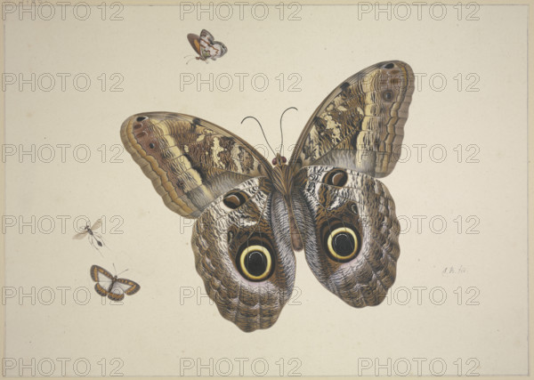 A large brown butterfly, two small ones, and an insect, 17th century. Creator: Herman Henstenburgh.