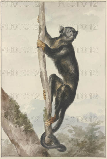A Peruvian Spider Monkey (Ateles chamek), 1759. Creator: Aert Schouman.