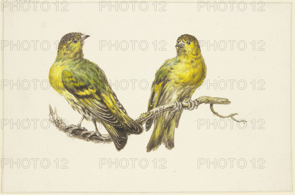 Two linnets, mid-late 18th century. Creator: J. H. van Loon.