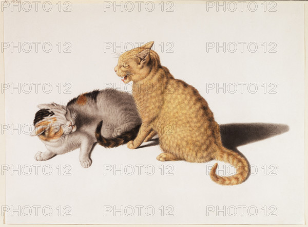 Two young cats fighting, 18th century. Creator: Gottfried Mind.