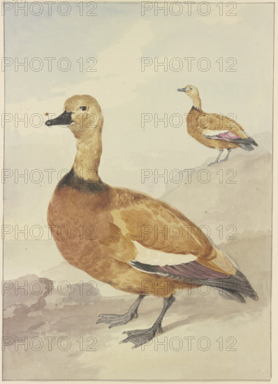 Two red ducks, 18th century. Creator: Aert Schouman.