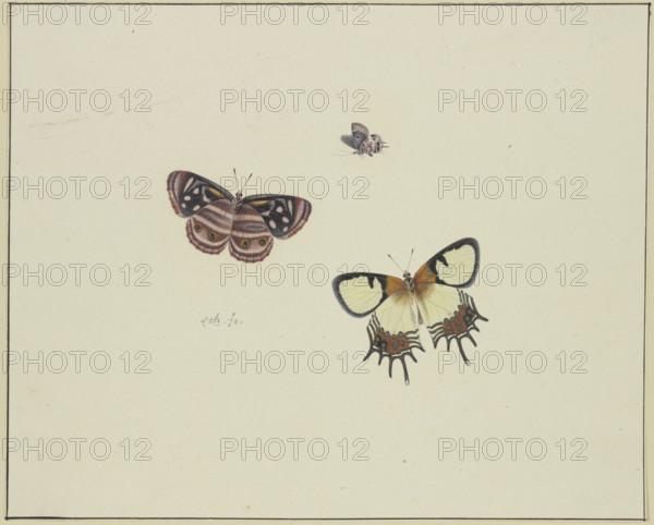 Three butterflies, late 17th century. Creator: Herman Henstenburgh.