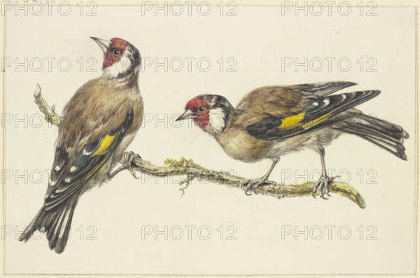 Two goldfinches, mid-late 18th century. Creator: J. H. van Loon.