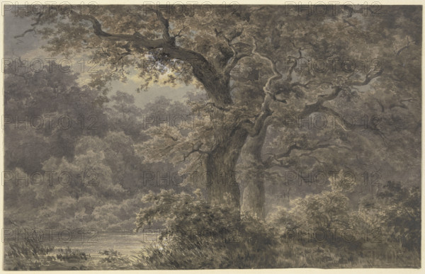 Oak trees in the forest, 19th century. Creator: Johann Wilhelm Schirmer.