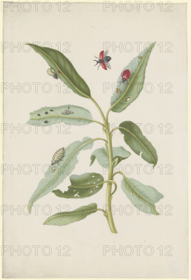 Willow leaves with poplar leaf beetles, eggs and larvae, after 1679. Creator: Sybilla Merian.
