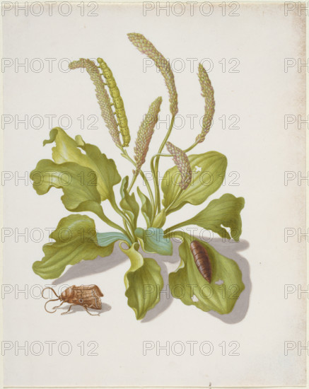 Plantain with Metamorphosis of the Brigh-Line Brown-Eye, after 1679. Creator: Sybilla Merian.