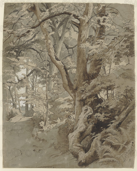 Woodland scene with an oak tree and ferns, 19th century. Creator: Johann Wilhelm Schirmer.