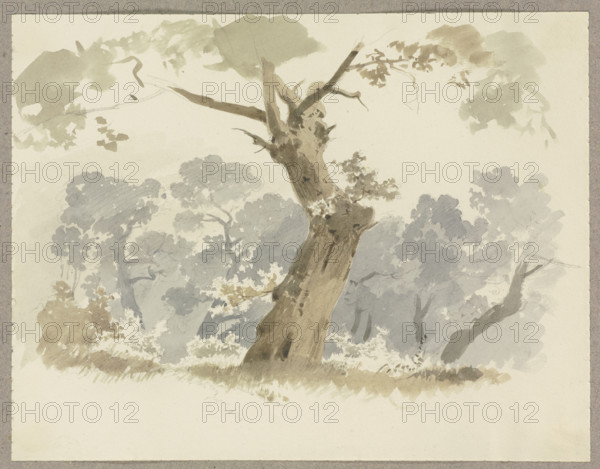 Woodland scene, a crooked tree in the foreground, c1846. Creator: Carl Theodor Reiffenstein.