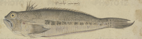 A Fish, c1500. Creator: German, 16th century;.