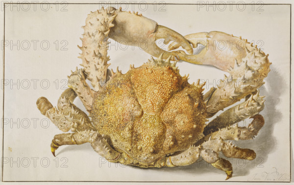 A Crab, early-mid 18th century. Creator: Jan van Huysum.
