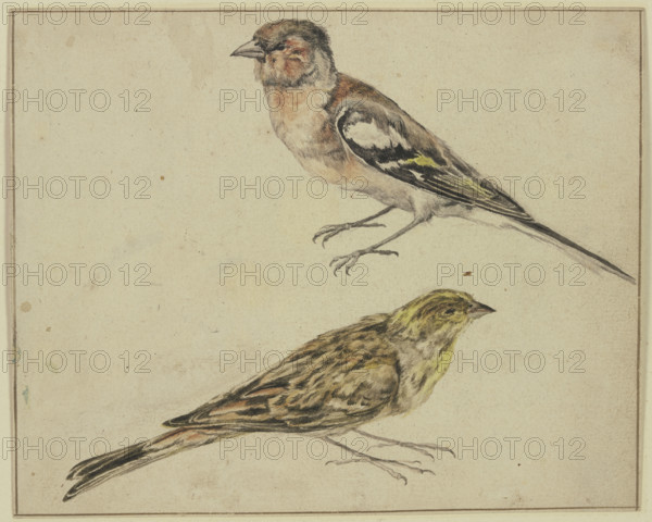 A goldfinch and a linnet, 17th century. Creator: Melchior d'Hondecoeter.