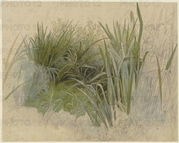 Plant study with cattails, 19th century. Creator: Peter Becker.