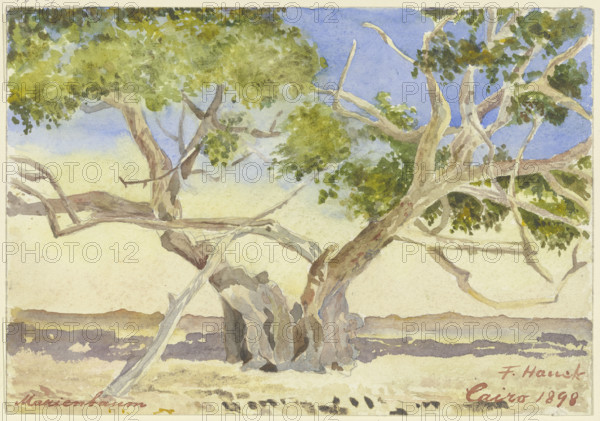Mary’s tree near Cairo, 1898. Creator: Fritz Hauck.