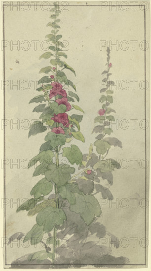 Rosellas, 19th century. Creator: Jakob Becker.