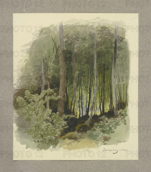 Forest near Zwingenberg on the Neckar River, 1850. Creator: Carl Theodor Reiffenstein.