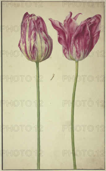 Two tulips, 17th century. Creator: Unknown.