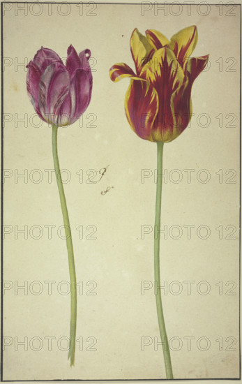 Two tulips, 17th century. Creator: Unknown.