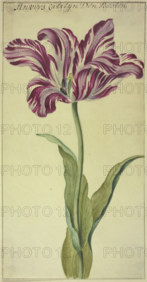 A tulip, 17th century. Creator: Unknown.