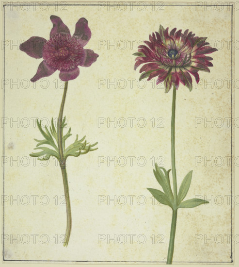 Two flowers, 17th century. Creator: Unknown.