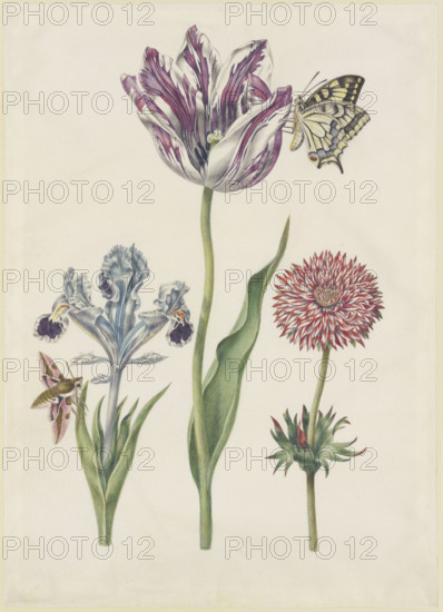 Iris with hawk moth, swallowtail tulip, anemone, 17th century. Creator: N Robb.