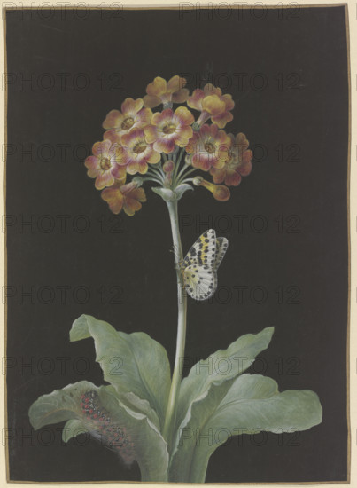 Orange-red auricula (Primula auricula) with gooseberry harlequin,,,. c1730-1783. Creator: Barbara Regina Dietzsch.