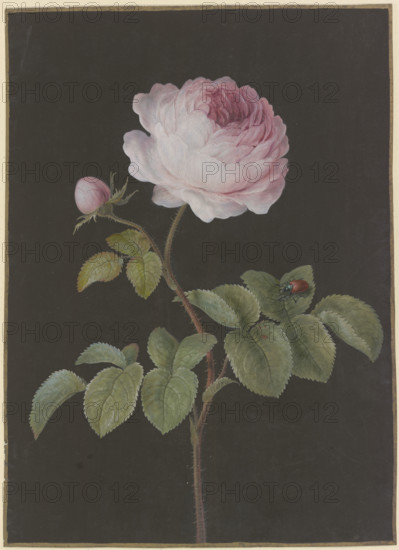 Pink rose (Rosa) with a brown beetle, c1730-1783. Creator: Barbara Regina Dietzsch.